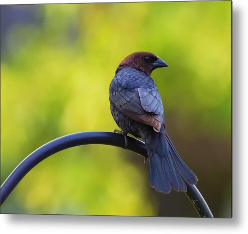 Bird Metal Print featuring the photograph Male Cowbird - Back Profile by Bill and Linda Tiepelman