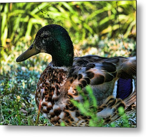 Mallard Duck Metal Print featuring the photograph Mallard Duck by Scott Wood