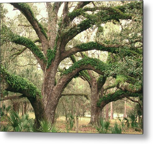 Nature Metal Print featuring the photograph Mighty Oaks by Peggy Urban