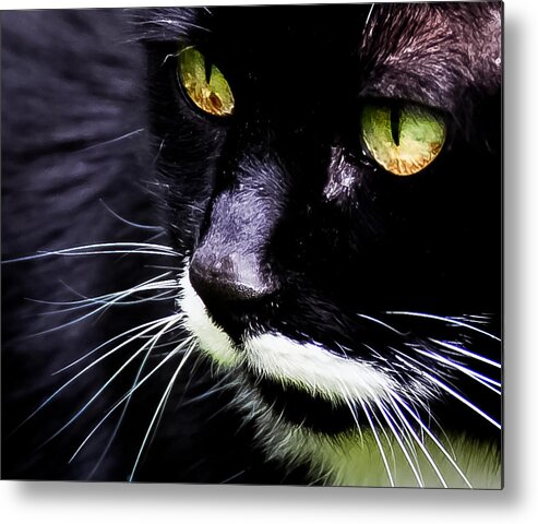 Black Metal Print featuring the photograph Minnie This Morning by Ronda Broatch