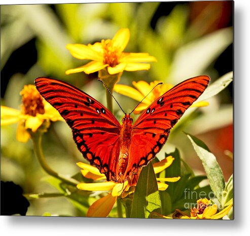 Monarch Butterfly Photography Metal Print featuring the photograph Monarch Butterfly by Luana K Perez