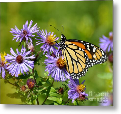 Diane Berry Metal Print featuring the photograph Monarch March by Diane E Berry