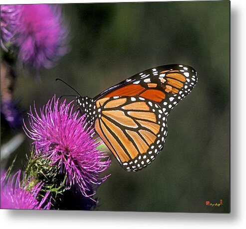 Nature Metal Print featuring the photograph Monarch on Thistle 13F by Gerry Gantt