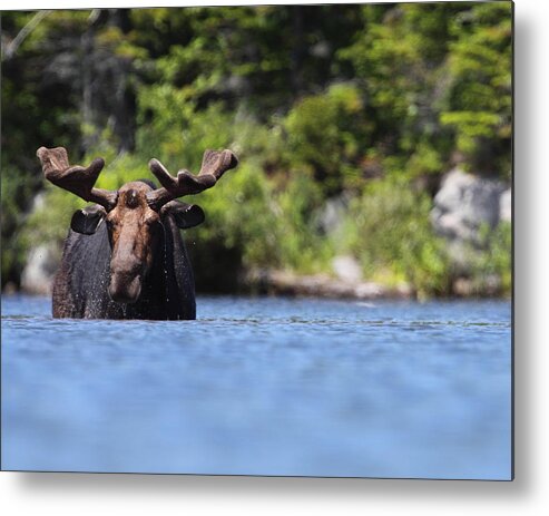 Moose Metal Print featuring the photograph North American Hippo II by Bruce J Robinson