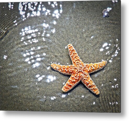 Star Fish Metal Print featuring the photograph Ocean Star by Steve McKinzie