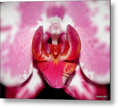 Orchid Metal Print featuring the photograph Orchid Glow by Kim Galluzzo