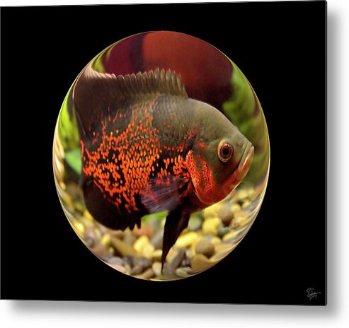 Endre Metal Print featuring the photograph Oscar In A Bubble by Endre Balogh
