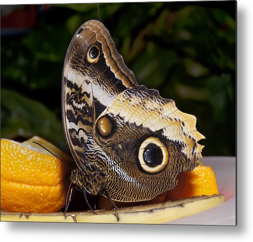 Owl Butterfly Caligo Sp Metal Print featuring the photograph Owl Butterfly Caligo sp by Robin Webster