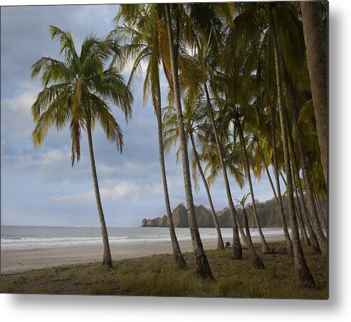 00429554 Metal Print featuring the photograph Palm Trees Line Carillo Beach Costa Rica by Tim Fitzharris