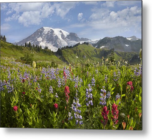 00437809 Metal Print featuring the photograph Paradise Meadow And Mount Rainier Mount by Tim Fitzharris