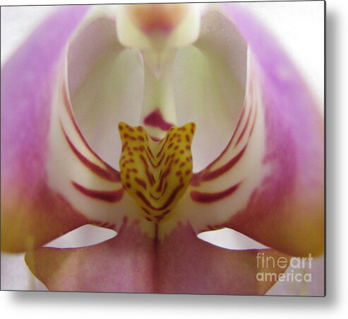 Flower Metal Print featuring the photograph Paradise by Holy Hands