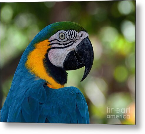 Parrot Metal Print featuring the photograph Parrot head by Art Whitton
