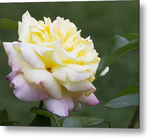 Rose Metal Print featuring the photograph Peace Rose by Kathy Clark