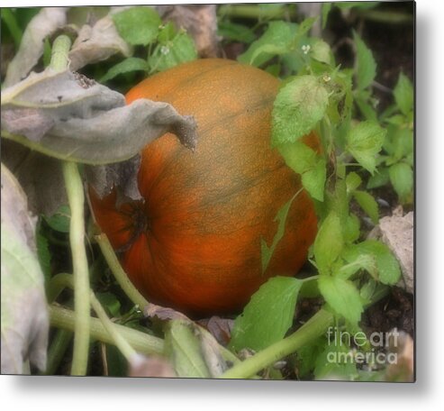 Nature Metal Print featuring the photograph Pumpkin On The Vine by Smilin Eyes Treasures