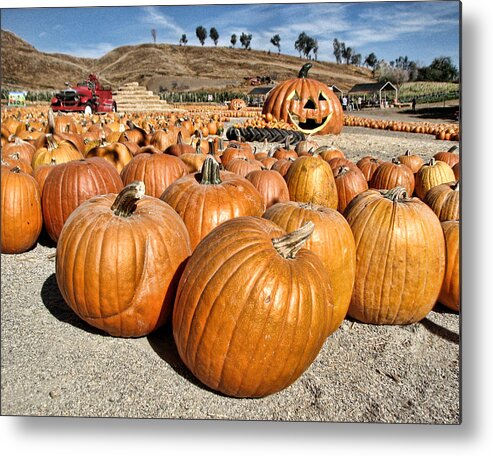 Pumpkin Patch Metal Print featuring the photograph Pumpkin Patch 3 by Helaine Cummins