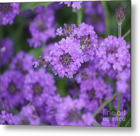 Purple Metal Print featuring the photograph Purple Bloom by Patrick Witz