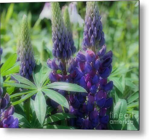 Lupine Metal Print featuring the photograph Purple Lupine Flowers In Sunshine by Smilin Eyes Treasures