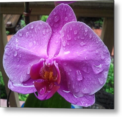 Pink Metal Print featuring the photograph Raindrop by Edmund Akers