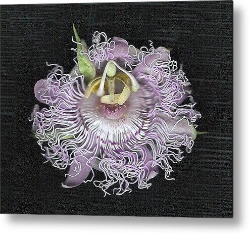 Passionflower Metal Print featuring the photograph Raw Passion by Mary Ann Southern