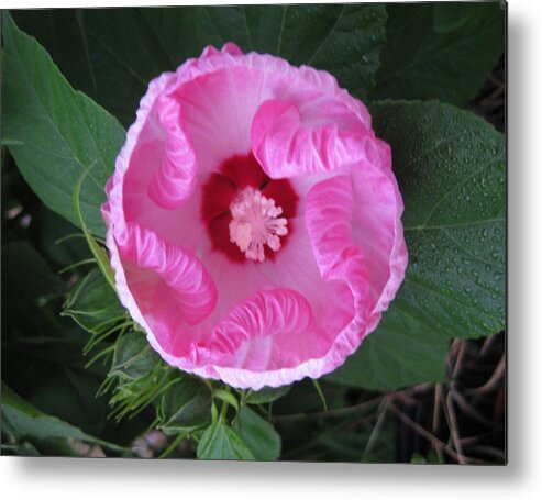 Flower Metal Print featuring the photograph Ruffles by Judy Via-Wolff