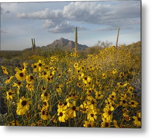 00443057 Metal Print featuring the photograph Saguaro Cacti And Brittlebush by Tim Fitzharris