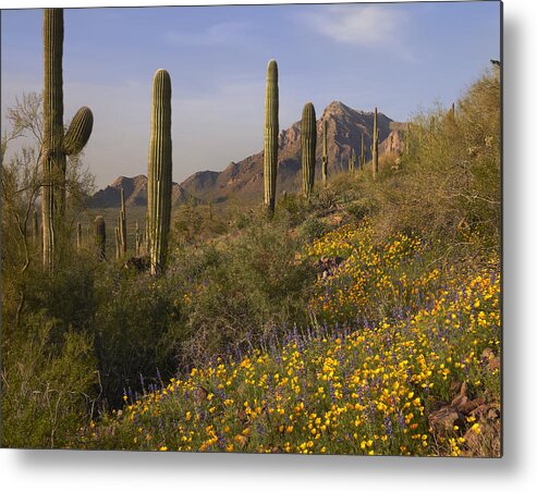 00443061 Metal Print featuring the photograph Saguaro Cacti And California Poppy by Tim Fitzharris