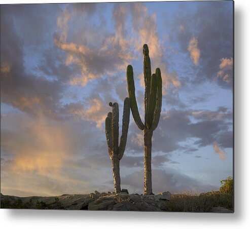 Mp Metal Print featuring the photograph Saguaro Carnegiea Gigantea Cacti, Cabo by Tim Fitzharris