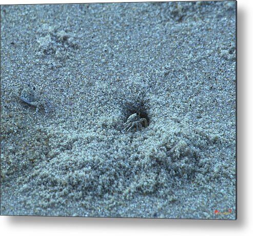 Beach Metal Print featuring the photograph Sand Crabs 11I by Gerry Gantt