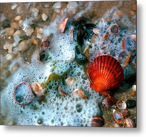 Nature Metal Print featuring the photograph Scallop and Seaweed 11C by Gerry Gantt