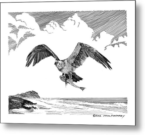 Framed Pen & Ink Art Prints Of The Osprey (pandion Haliaetus) Metal Print featuring the drawing Seahawk dinnertime by Jack Pumphrey