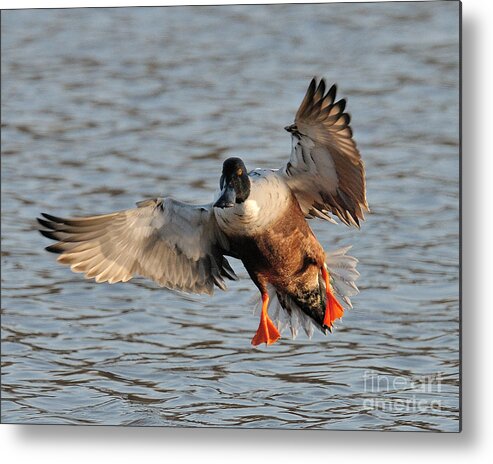 Duck Metal Print featuring the photograph Shoveler Landing by Craig Leaper