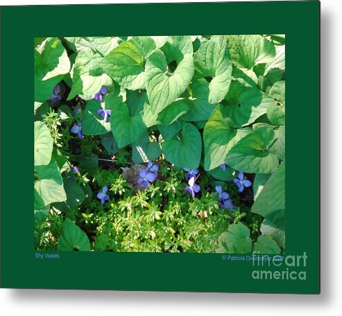 Garden Metal Print featuring the photograph Shy Violets by Patricia Overmoyer