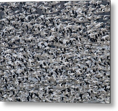 Geese Metal Print featuring the photograph Snow Geese Takeoff by Craig Leaper