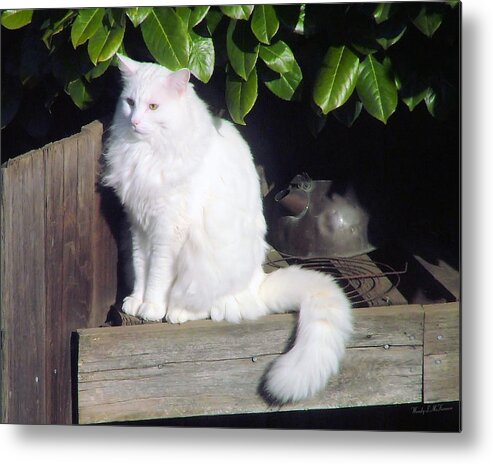 Cat Metal Print featuring the photograph SnowBall by Wendy McKennon