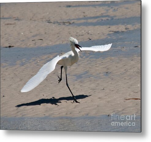 Birds Metal Print featuring the photograph Snowy Egret Landing #2 by Stephen Whalen