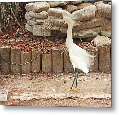 Bird Metal Print featuring the photograph Snowy Egret by Terri Mills