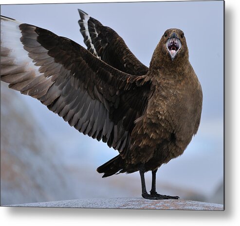 South Polar Skua Metal Print featuring the photograph South Polar Skua by Tony Beck