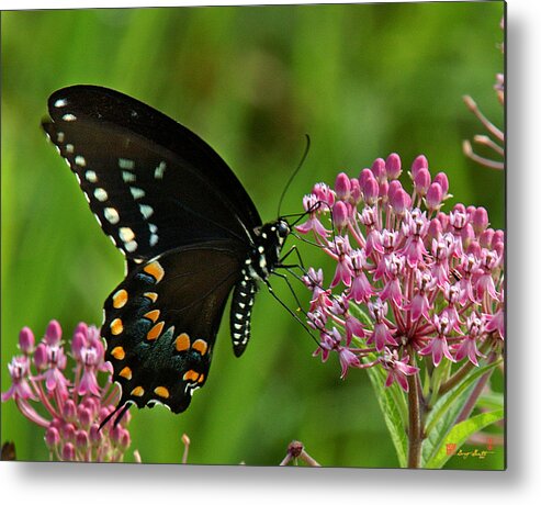 Nature Metal Print featuring the photograph Spicebush Swallowtail DIN039 by Gerry Gantt