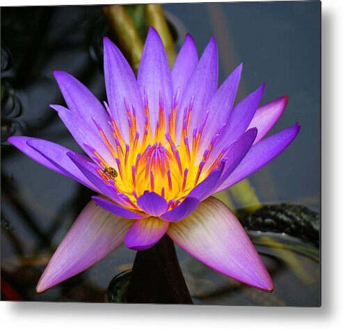 Digital Metal Print featuring the photograph Spiritaul Violet lily by Vijay Sharon Govender