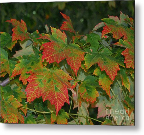 Leaves Metal Print featuring the photograph Starting to Turn by Grace Grogan