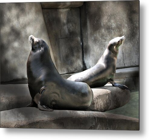 Toned Metal Print featuring the photograph Sunbathing Seals by Mary Almond