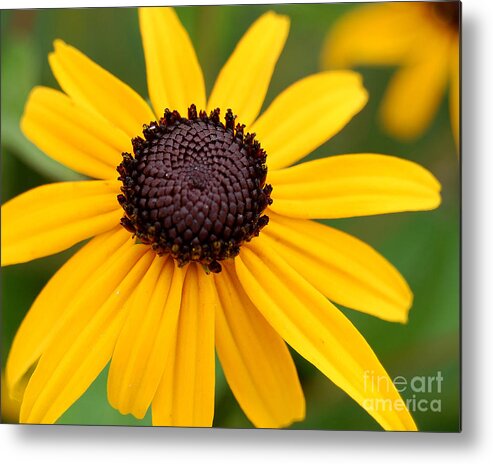 Yellow Metal Print featuring the photograph Sunny Flower by Danielle Scott