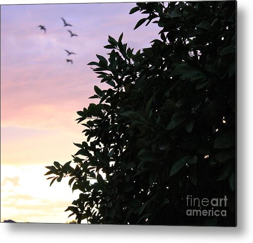 Canadian Geese Metal Print featuring the photograph Sunset Fly By by Pamela Walrath