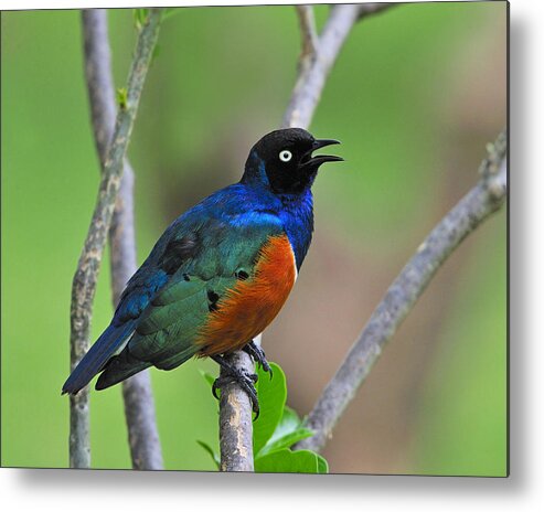 Superb Starling Metal Print featuring the photograph Superb Starling by Tony Beck