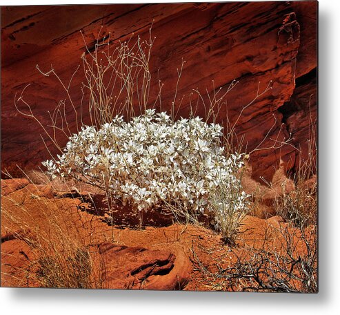 Bush Metal Print featuring the photograph Survivor by Ray Kent