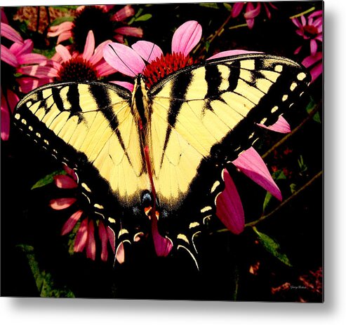 Swallowtail Metal Print featuring the photograph Swallowtail Butterfly on a Purple Coneflower by George Bostian