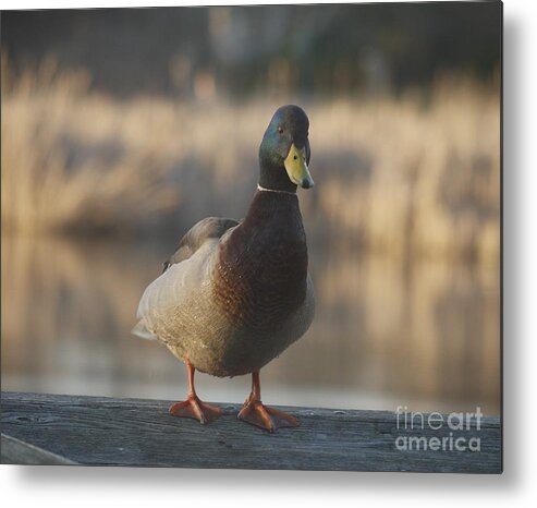 Duck Metal Print featuring the painting The Duck by Heather Hennick