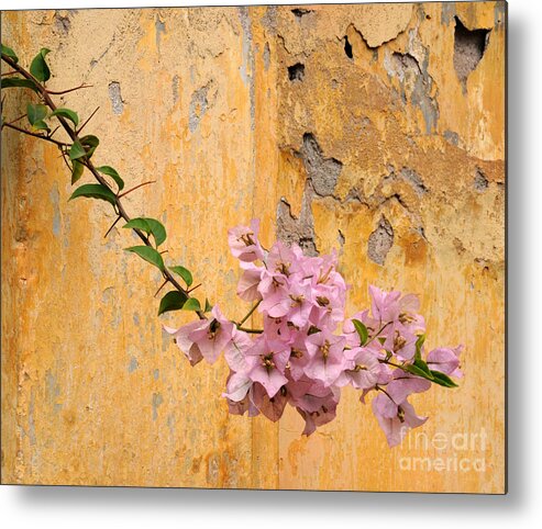 Bougainvillea Metal Print featuring the photograph The Escaping Bougainvillea by Vivian Christopher
