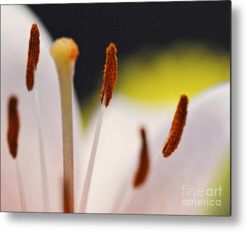Lily Metal Print featuring the photograph The Flower Within by Traci Cottingham
