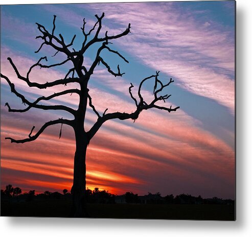 The Villages Metal Print featuring the photograph The Formerly Live Oak at Sunset by Betty Eich
